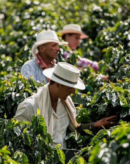 Farmáři pracující na kávové farmě